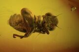 Fossil Cicada (Auchenorrhyncha) Nymph & Fly (Diptera) In Baltic Amber #102777-3